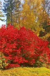 Journal Autumn Red Bushes Fall Trees