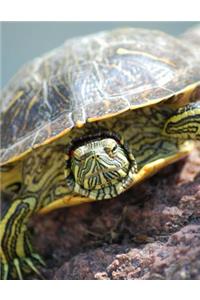 Turtle Bullet Journal