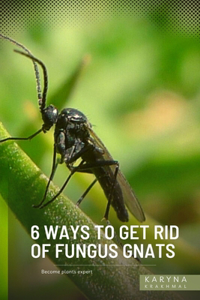 6 Ways to Get Rid of Fungus Gnats