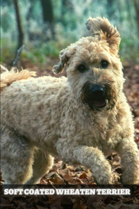 Soft Coated Wheaten Terrier