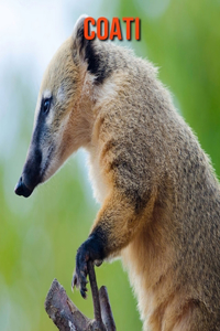 Coati