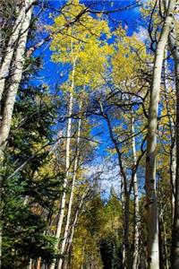 Aspen Trees in Colorado Journal