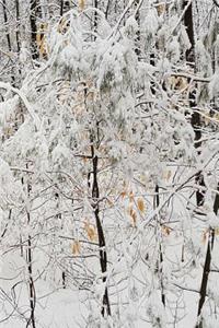 Winter Journal Snowstorm Small Trees