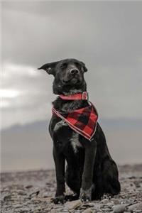 Adorable Black Dog Wearing a Plaid Scarf Strikes a Pose Journal