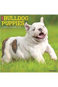Just Bulldog Puppies 2019 Wall Calendar (Dog Breed Calendar)