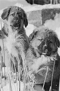 2020 Weekly Planner Winter Theme Puppies 134 Pages