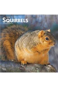 Squirrels 2020 Square
