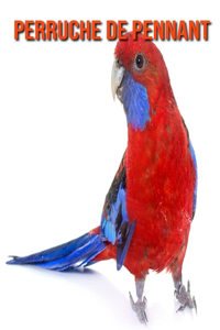 Perruche de Pennant