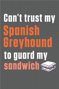 Can't trust my Spanish Greyhound to guard my sandwich