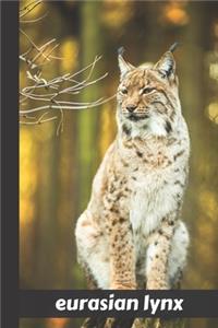 Eurasian Lynx