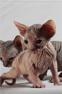 Sphinx Cat Journal 