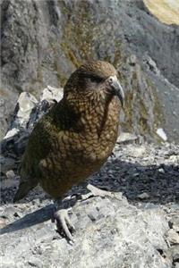 Kea the New Zealand Parrot Journal