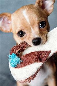 Little Chihuahua Puppy Dog with a Slipper Journal