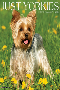 Yorkies 2026 12 X 12 Wall Calendar