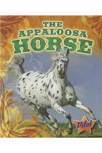 Appaloosa Horse