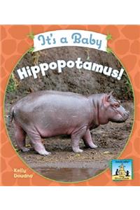 It's a Baby Hippopotamus!