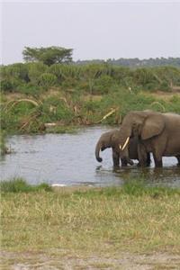 Elephant Herd in Uganda, Africa Journal