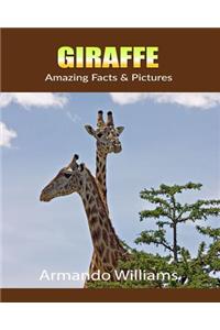 Giraffe: Amazing Facts & Pictures