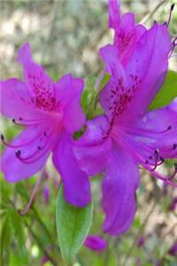 Purple Flowers 2019 Weekly Planner Springtime 134 Pages