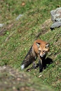 Pretty Red Fox on a Hill Animal Journal