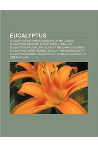 Eucalyptus: Eucalyptus Regnans, Eucalyptus Marginata, Eucalyptus Obliqua, Eucalyptus Globulus, Eucalyptus Pauciflora, Eucalyptus C