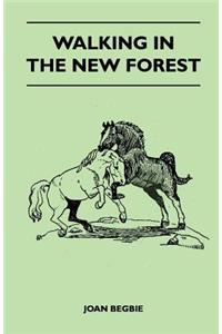 Walking in the New Forest