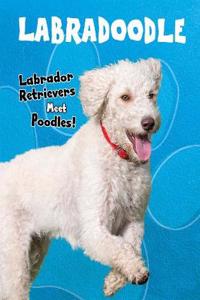 Labradoodle