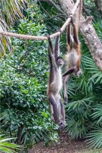 Spider Monkeys Playing Together Animal Journal