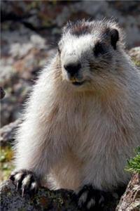 An Alaska Brower's Marmot in the Wild Journal