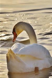 A Swan Gliding on Lake Constance Europe Journal