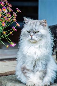 Grumpy Persian Kitty Cat Sitting Outside Journal