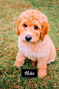 Poodle Dog Pup Puppy Doggie Notebook Bullet Journal Diary Composition Book Notepad - Look Innocent