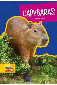 Capybaras