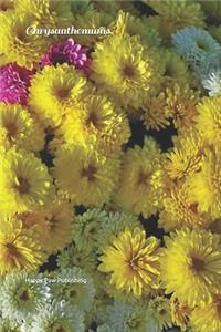Chrysanthemums