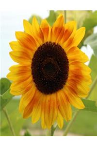 Sunflower Composition Book