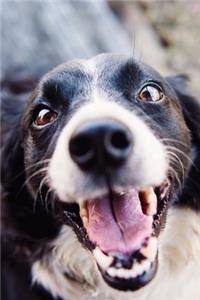 Border Collie Journal