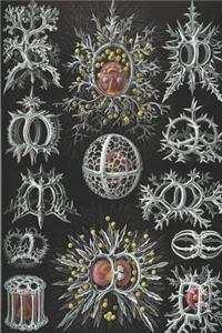 Haeckel Scientific Biological Art Notebook