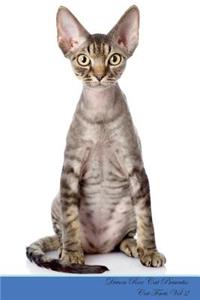 Devon Rex Cat Presents