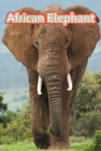 African Elephant