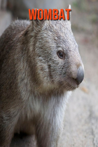 Wombat