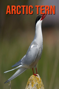 Arctic Tern