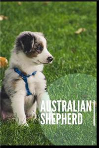 Australian Shepherd