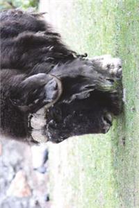 The Musk Ox Journal