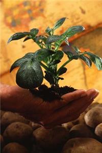 Science Theme Journal Potato Plant Over Potatoes