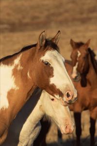 2020 Weekly Planner Horse Photo Equine Pinto Herd 134 Pages