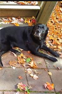 2020 Weekly Planner Black Lab Dog Labrador Retriever Outside Fall 134 Pages