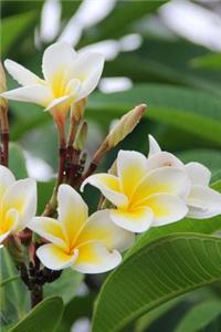Plumeria Frangipani Blossom on the Big Island Hawaii Journal
