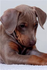 Doberman Pinscher Notebook & Journal. Productivity Work Planner & Idea Notepad