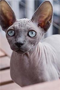 Curious Hairless Blue Eyed Sphynx Cat