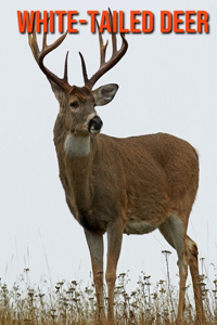 White-Tailed Deer